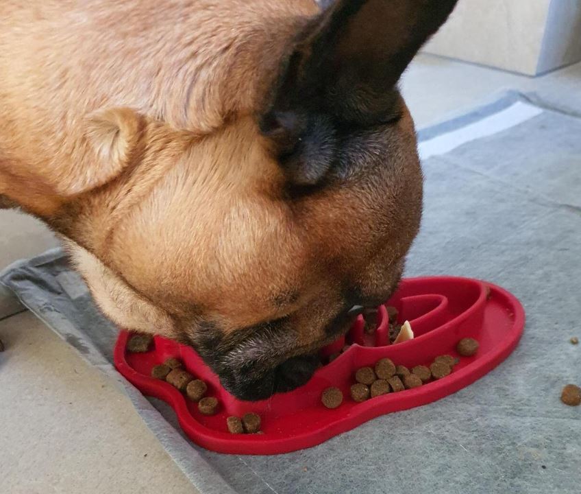 French Bulldog Slow Feeder (270ml / 9oz) 3D Printed